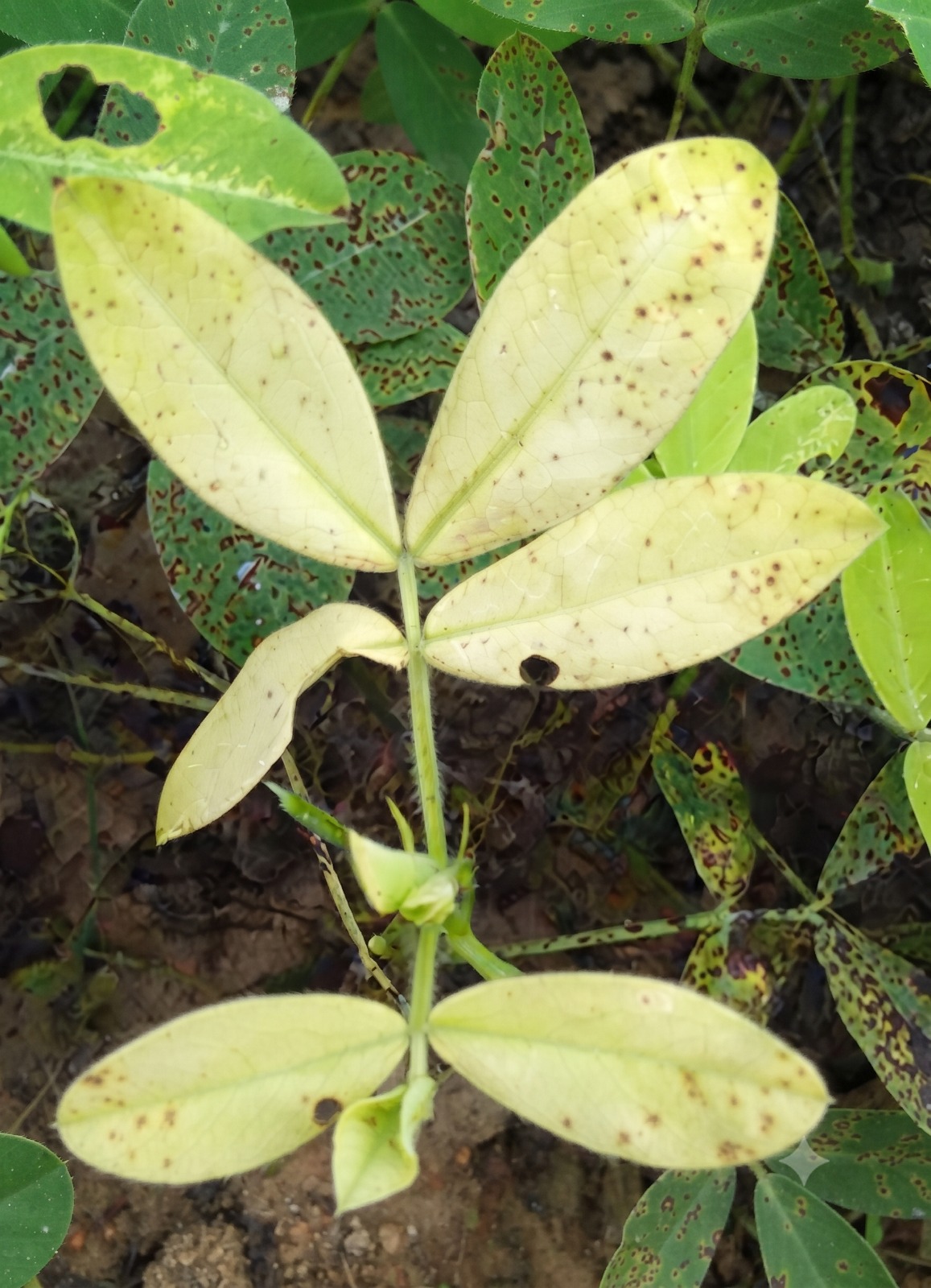 groundnut iron