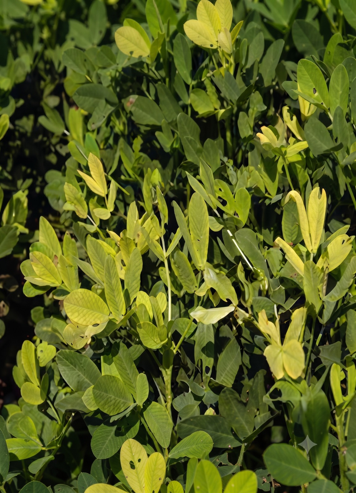 groundnut magnesium