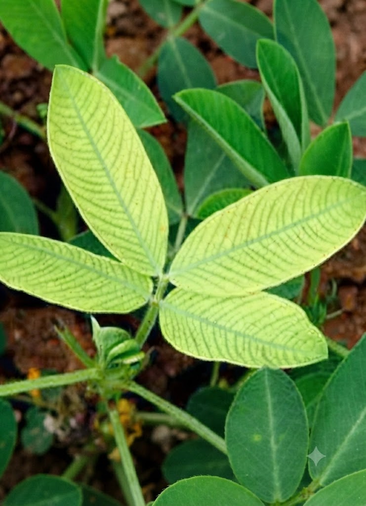 groundnut manganese