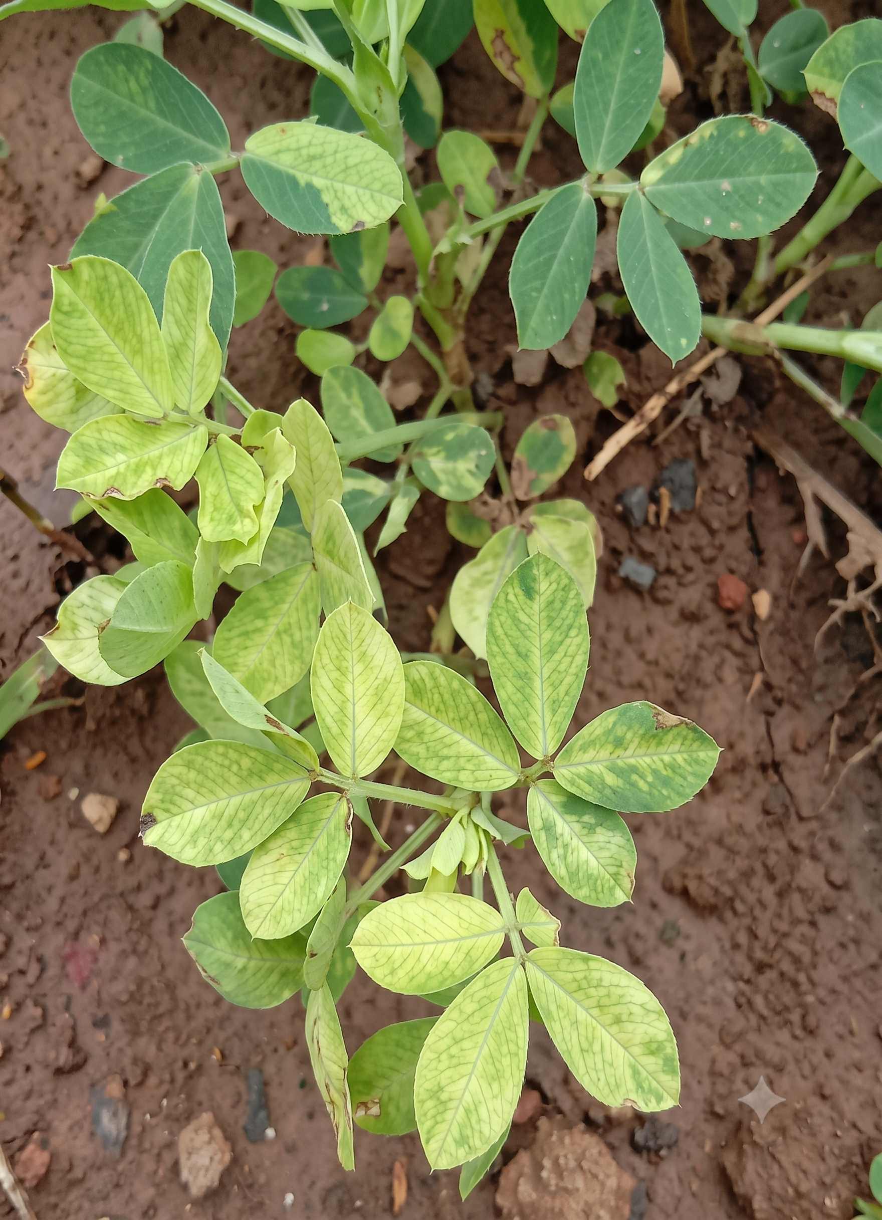 groundnut nitrogen