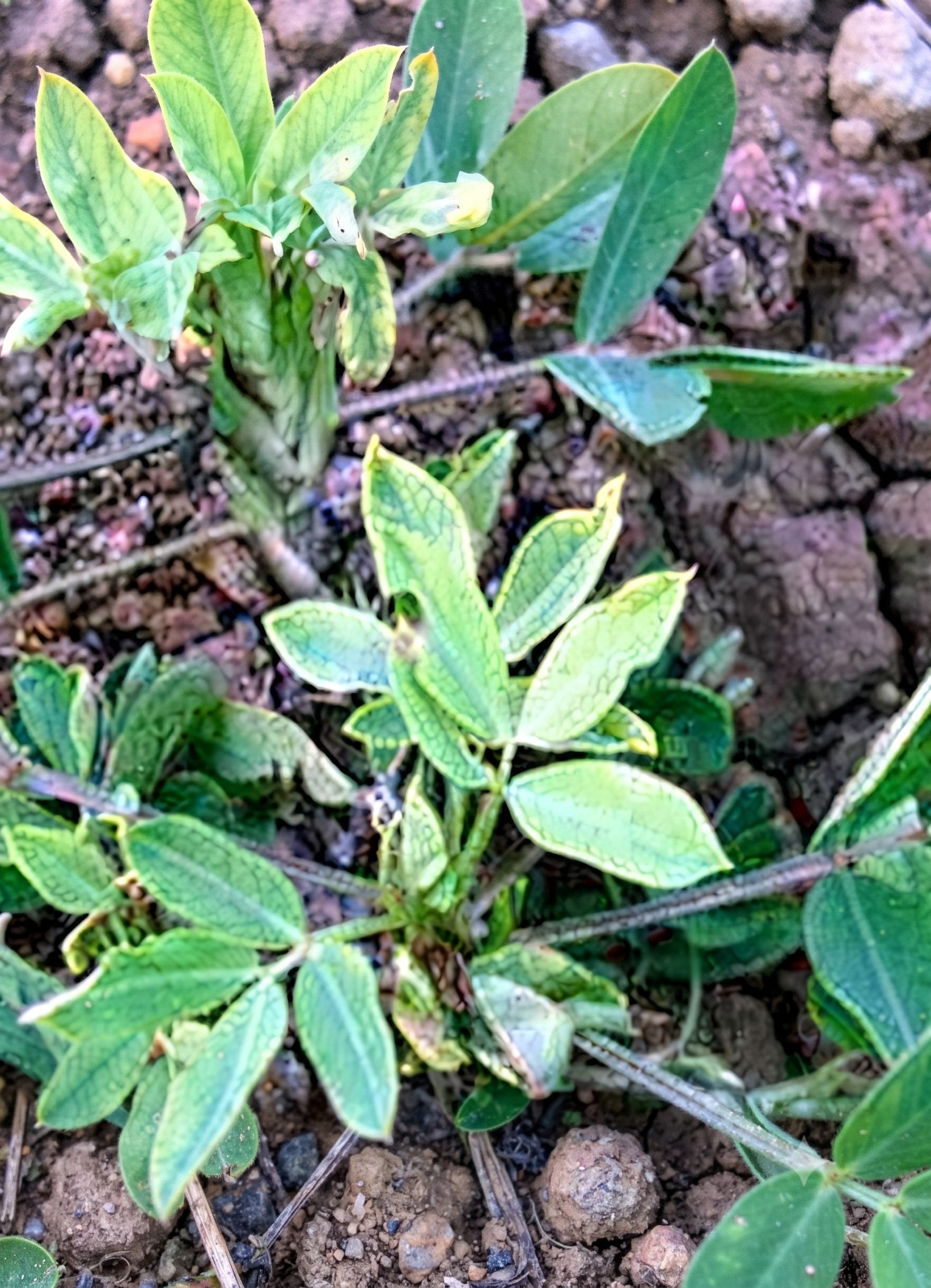 groundnut zinc