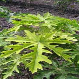 Nutrient deficiency in papaya leaves