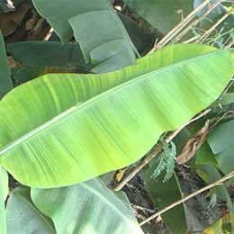 Banana Leaf with deficiency