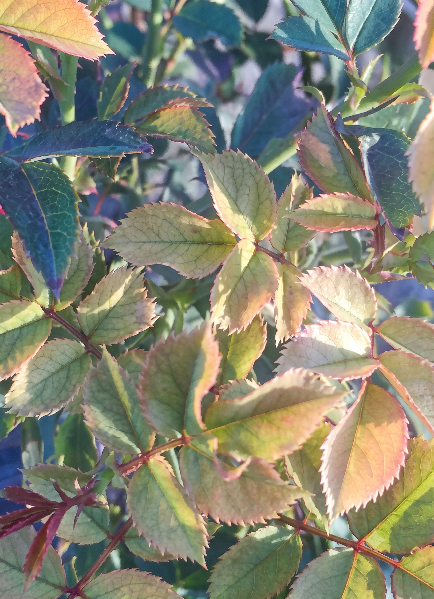 magnesium rose