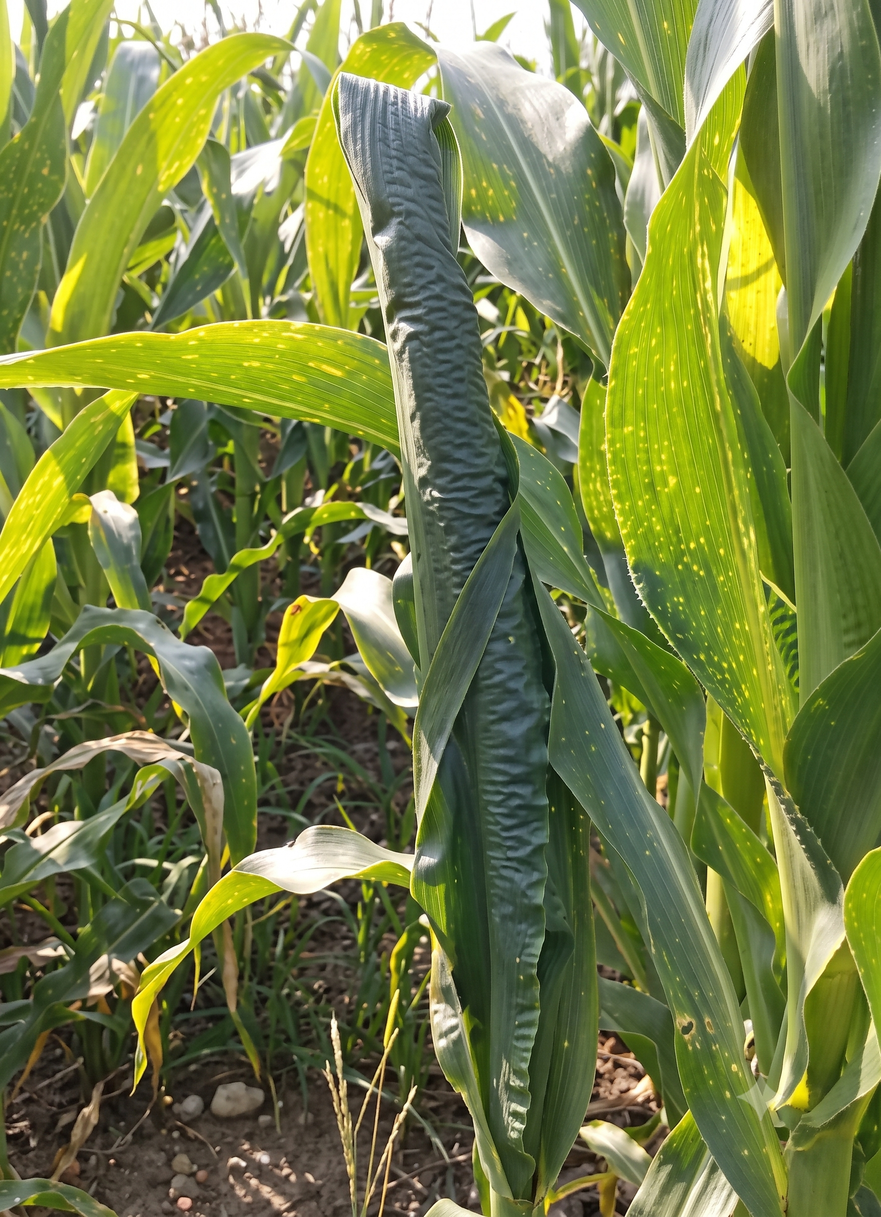maize boron