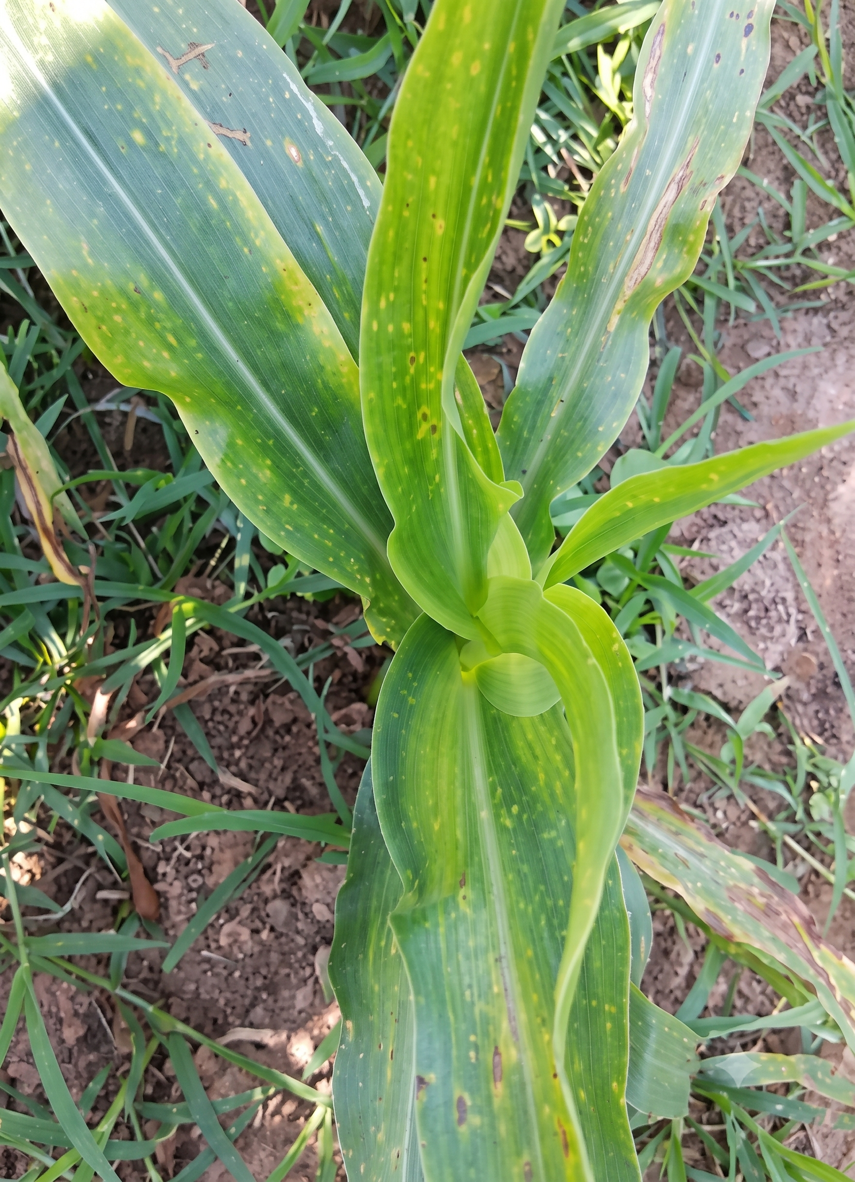 maize magnesium