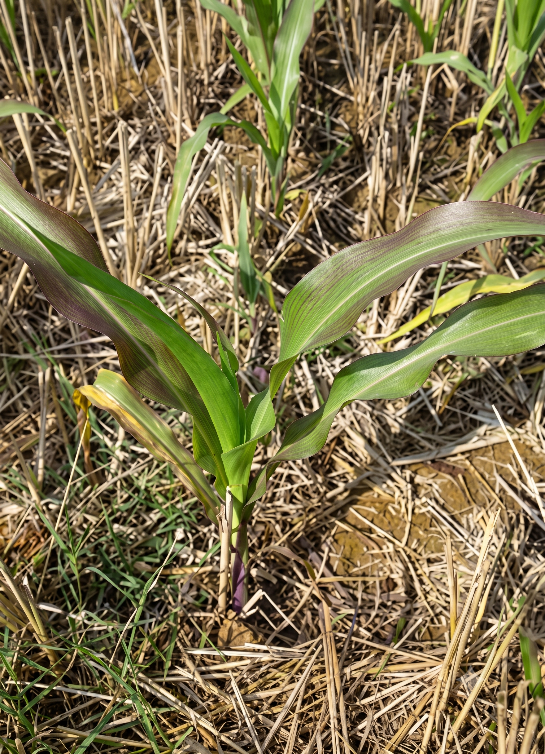 maize phosphorous