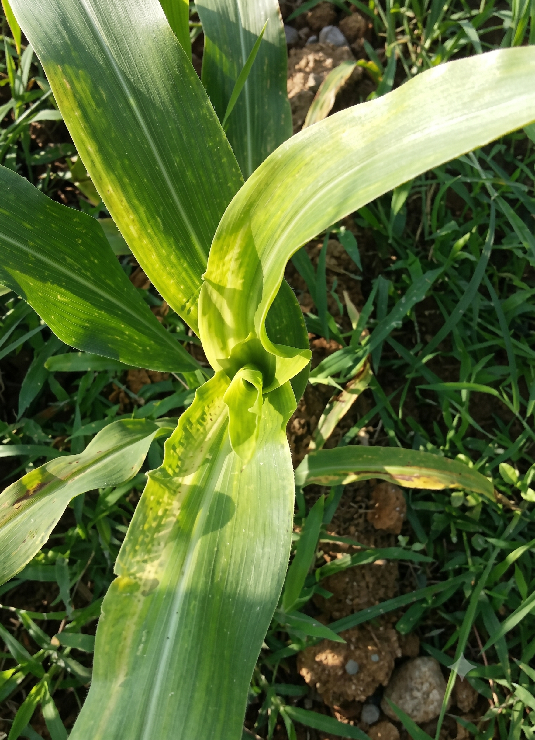 maize sulphur