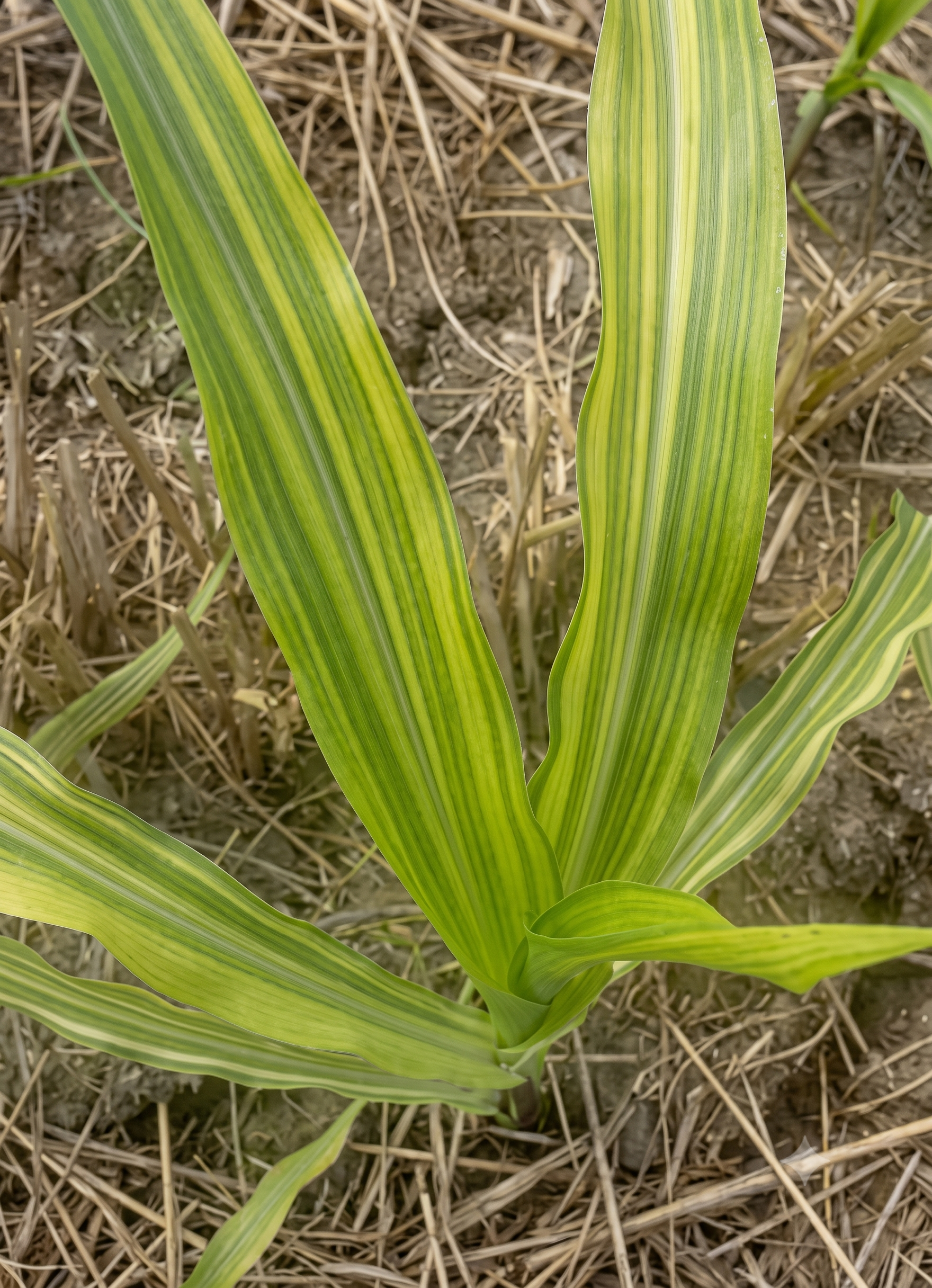 maize zinc