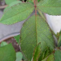 Rose leaves with deficiency