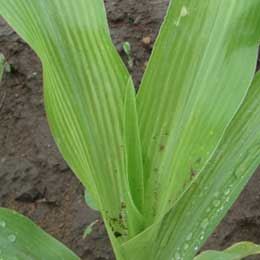 Banana Leaf with deficiency