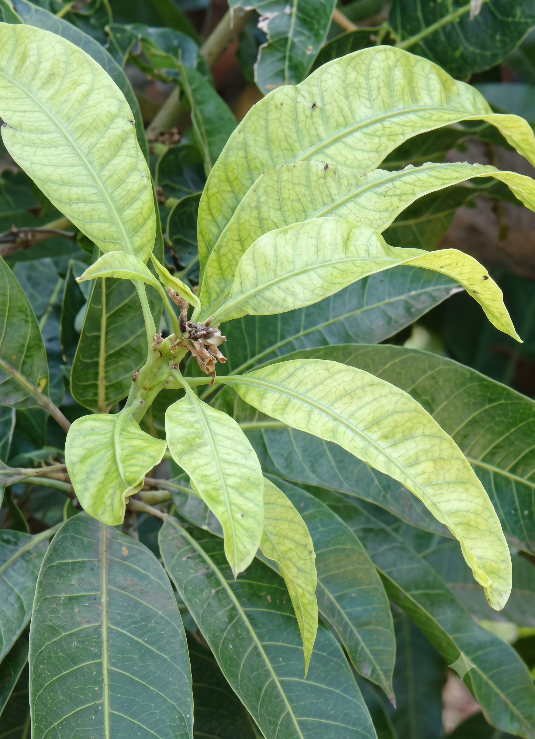 mango iron