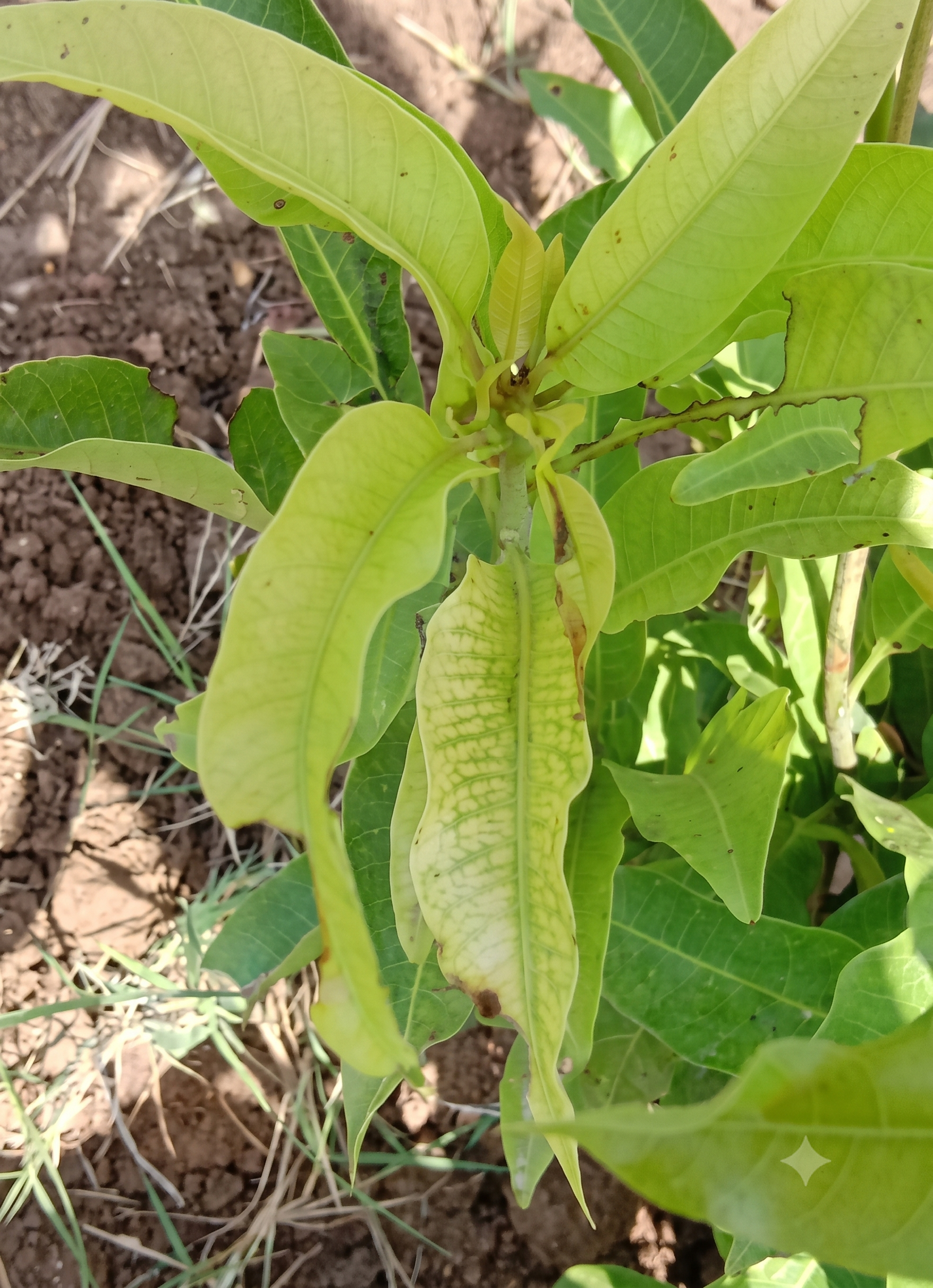 mango magnesium