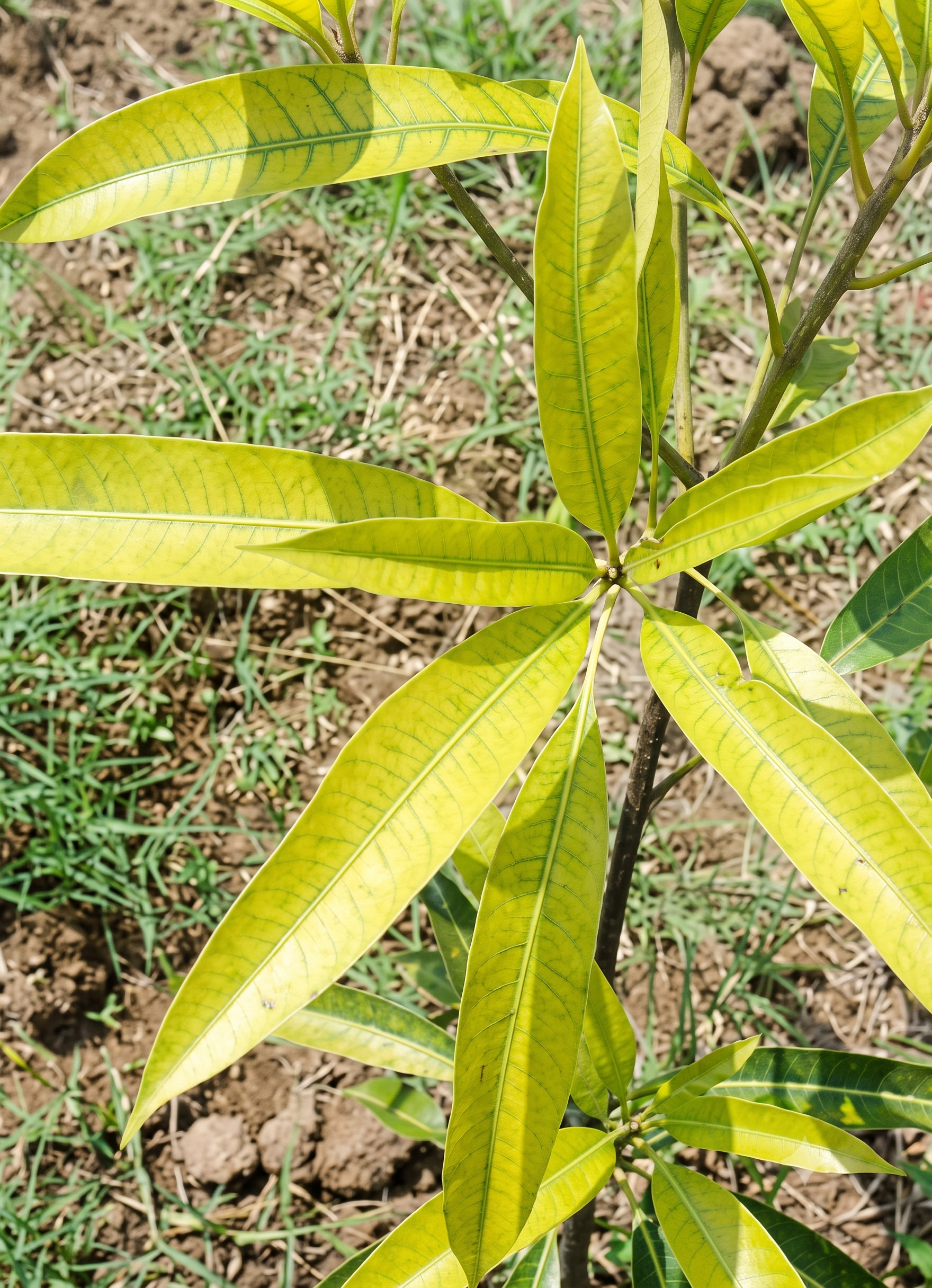 mango nitrogen