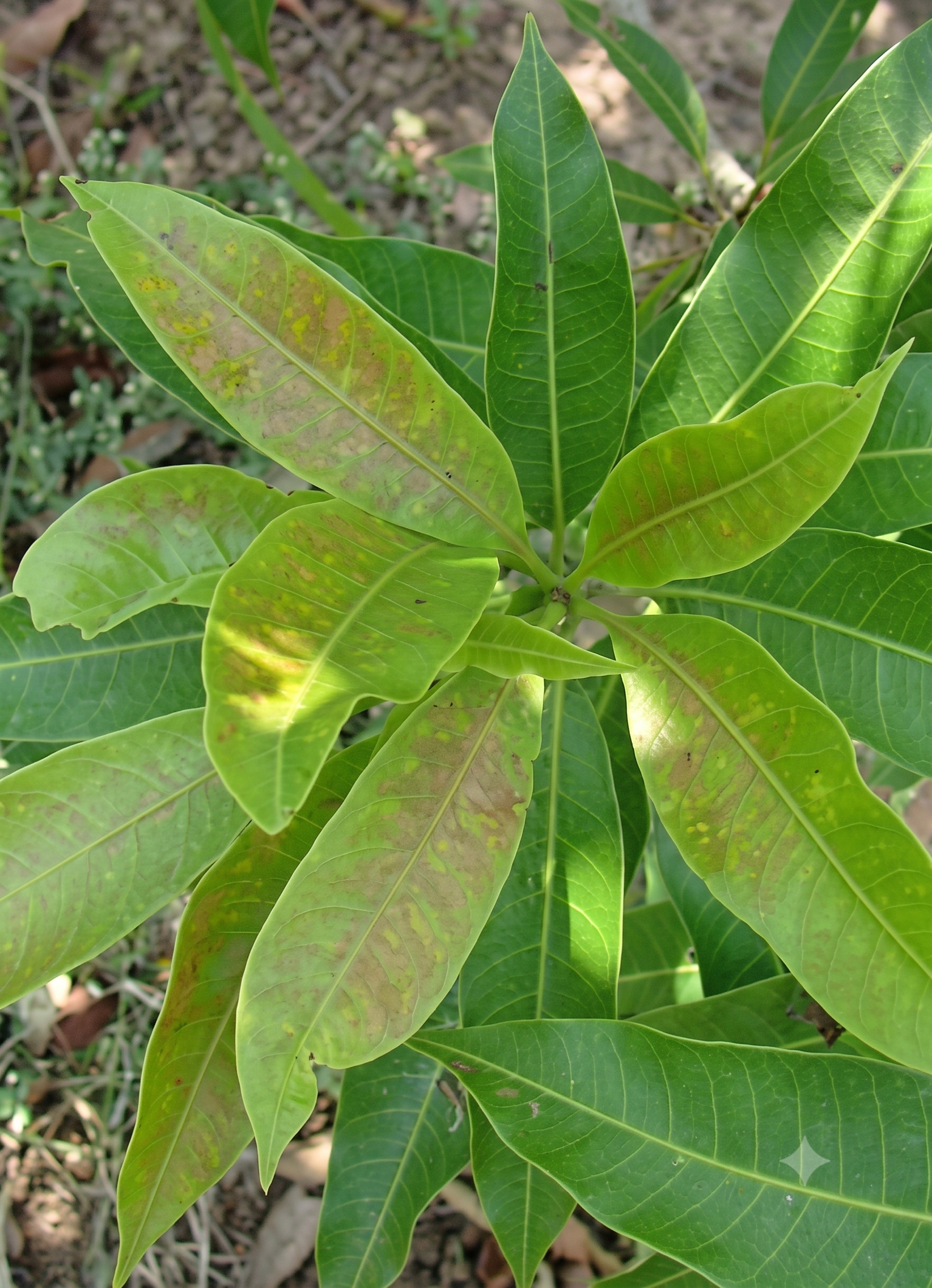 mango phosphorous