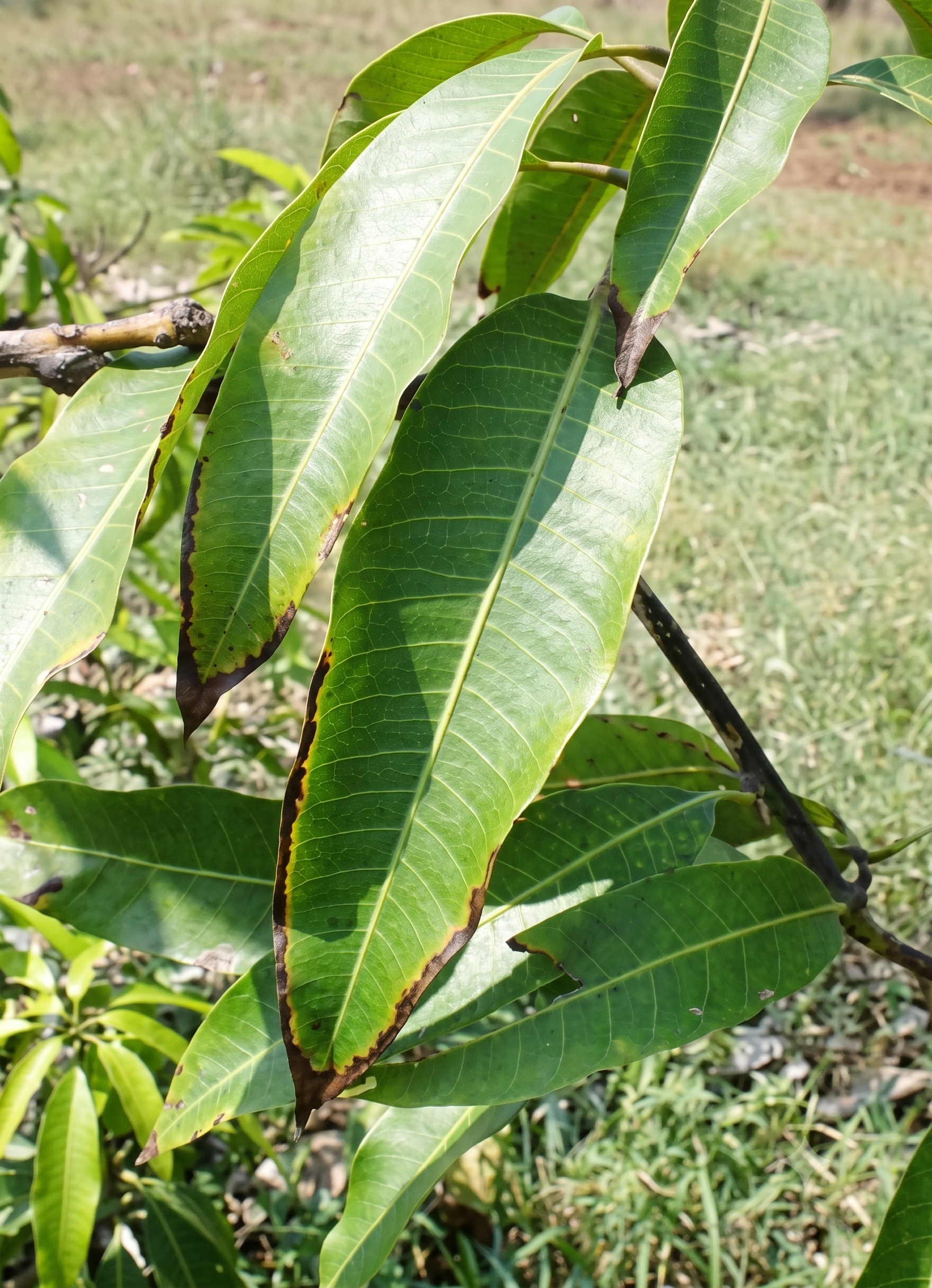mango potassium