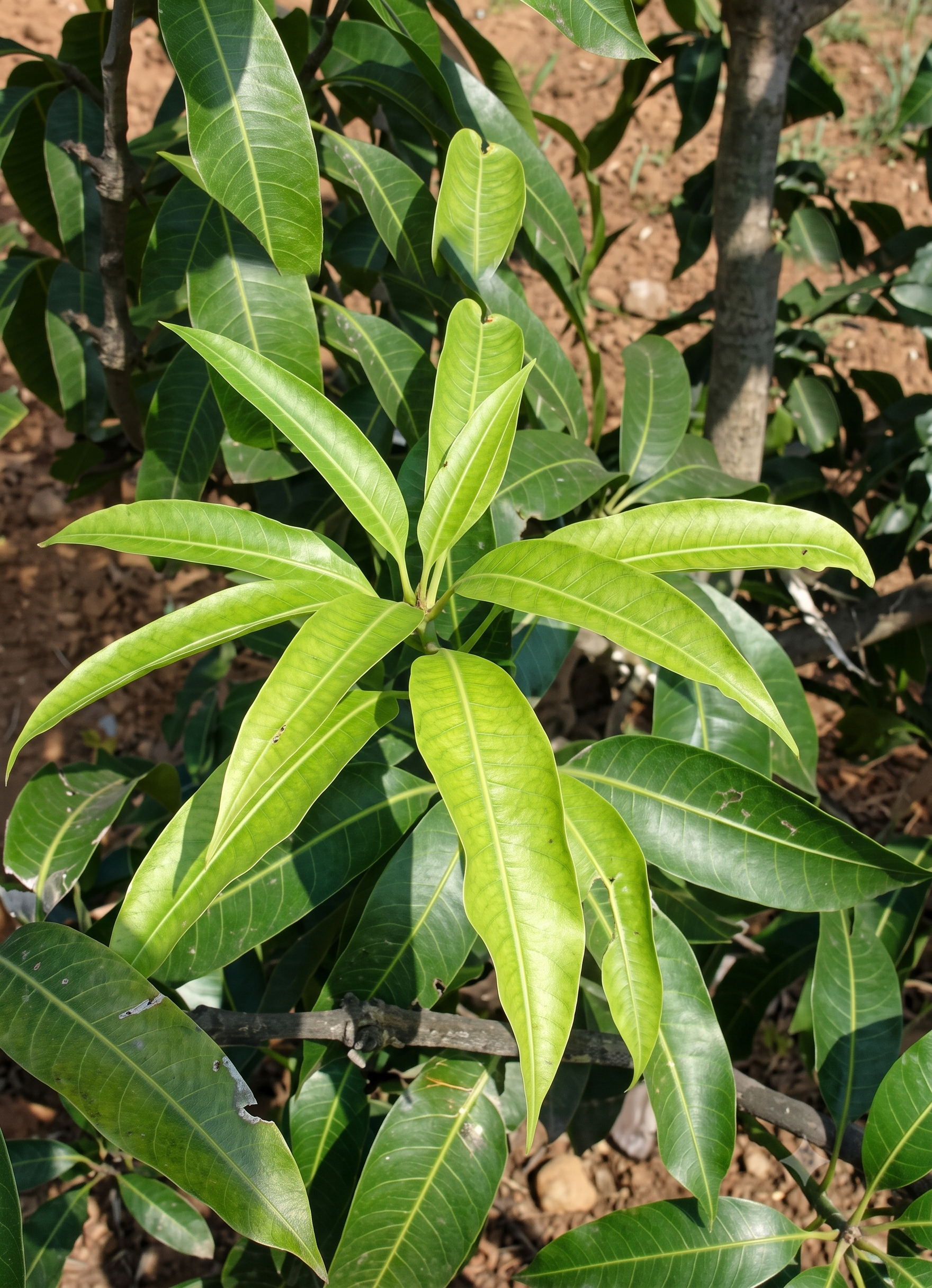 mango sulphur