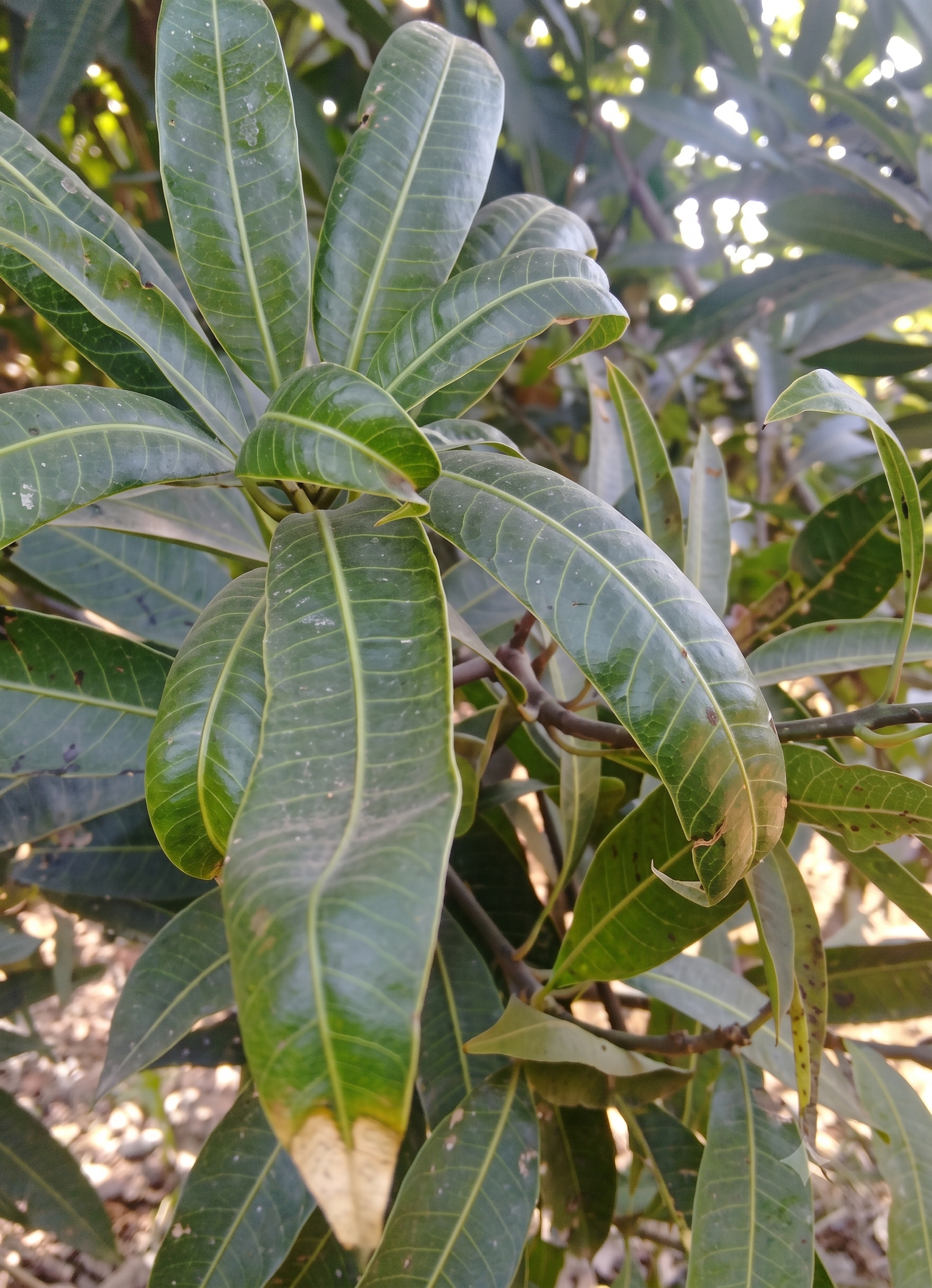 mango zinc