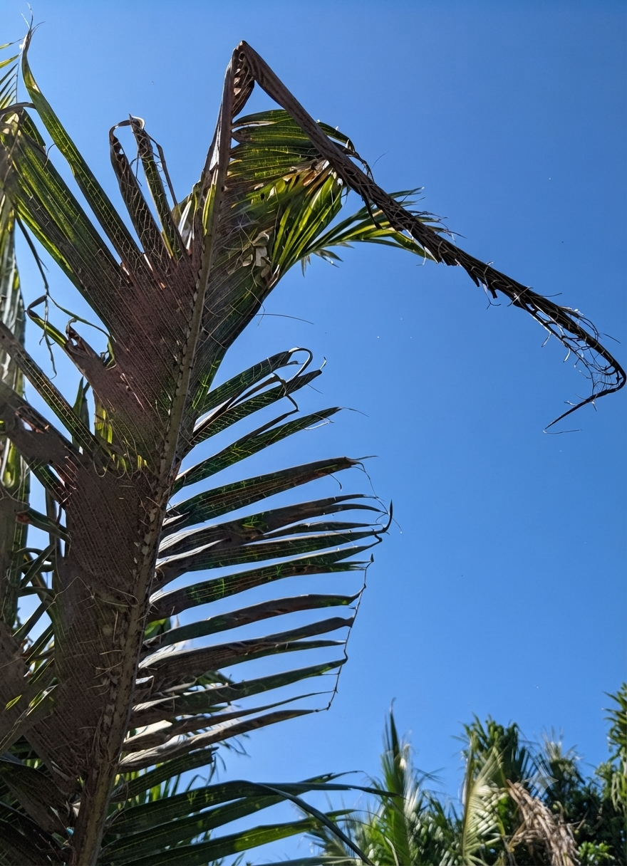 oil palm calcium
