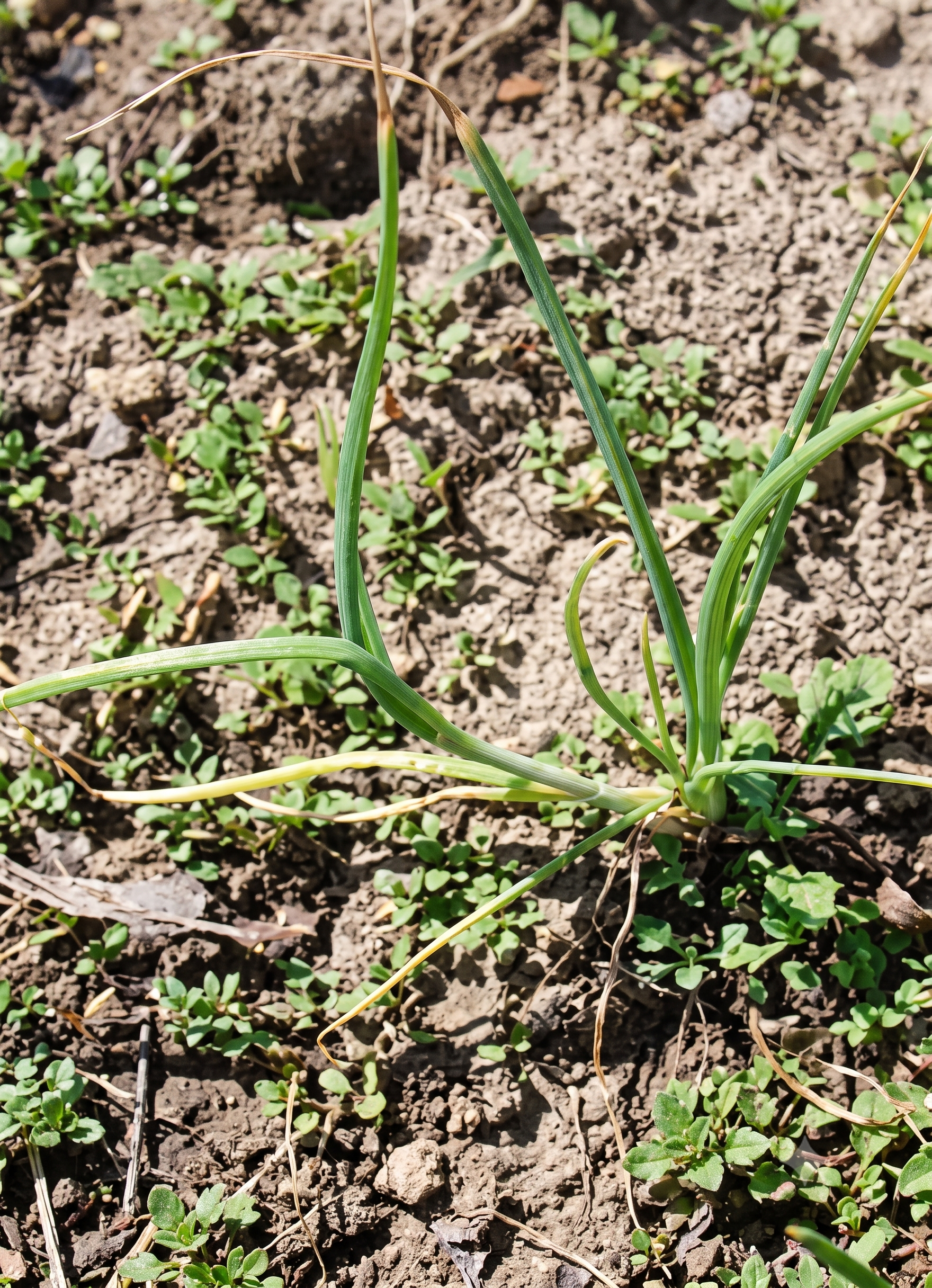 onion magnesium
