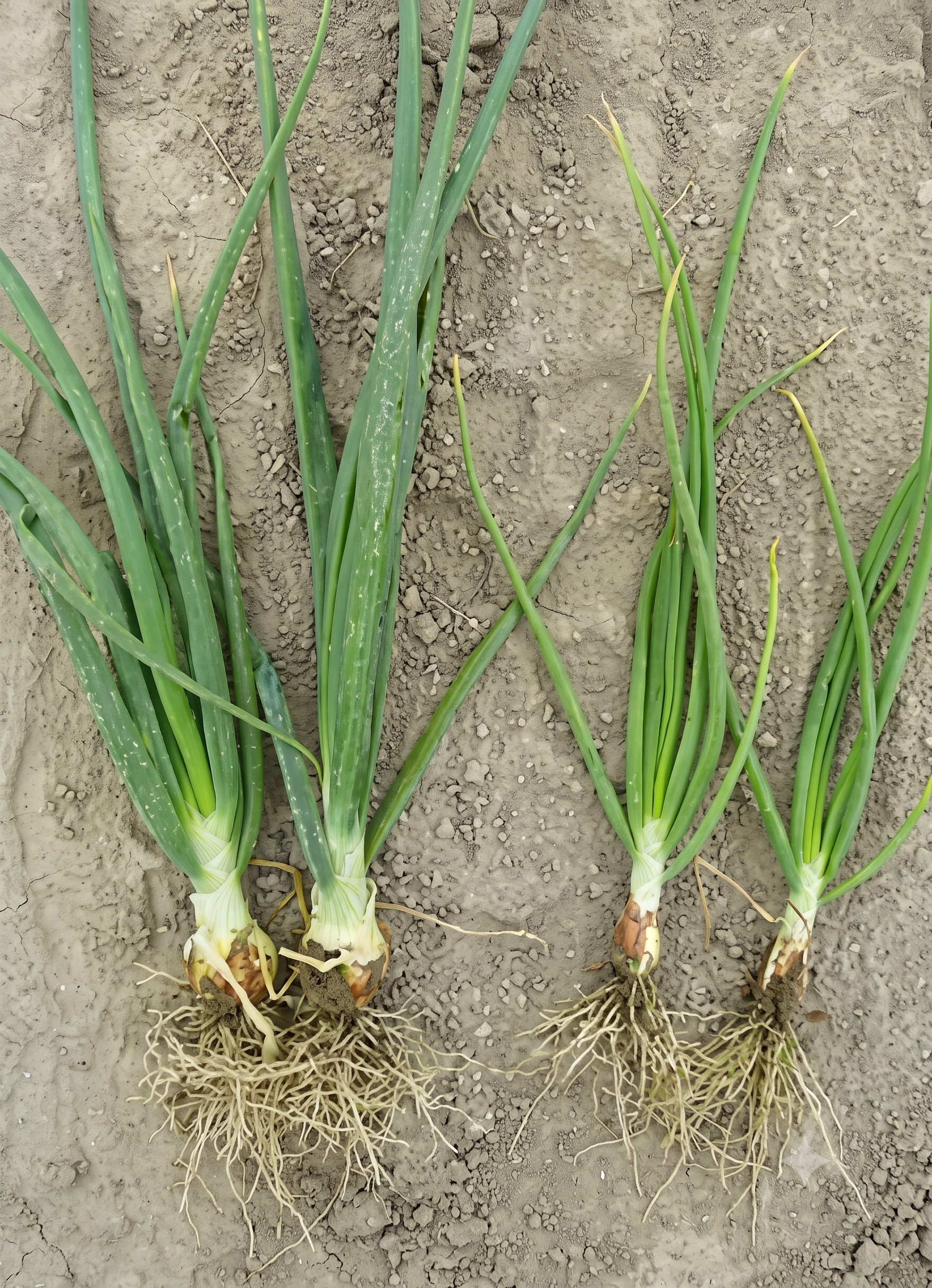 onion nitrogen