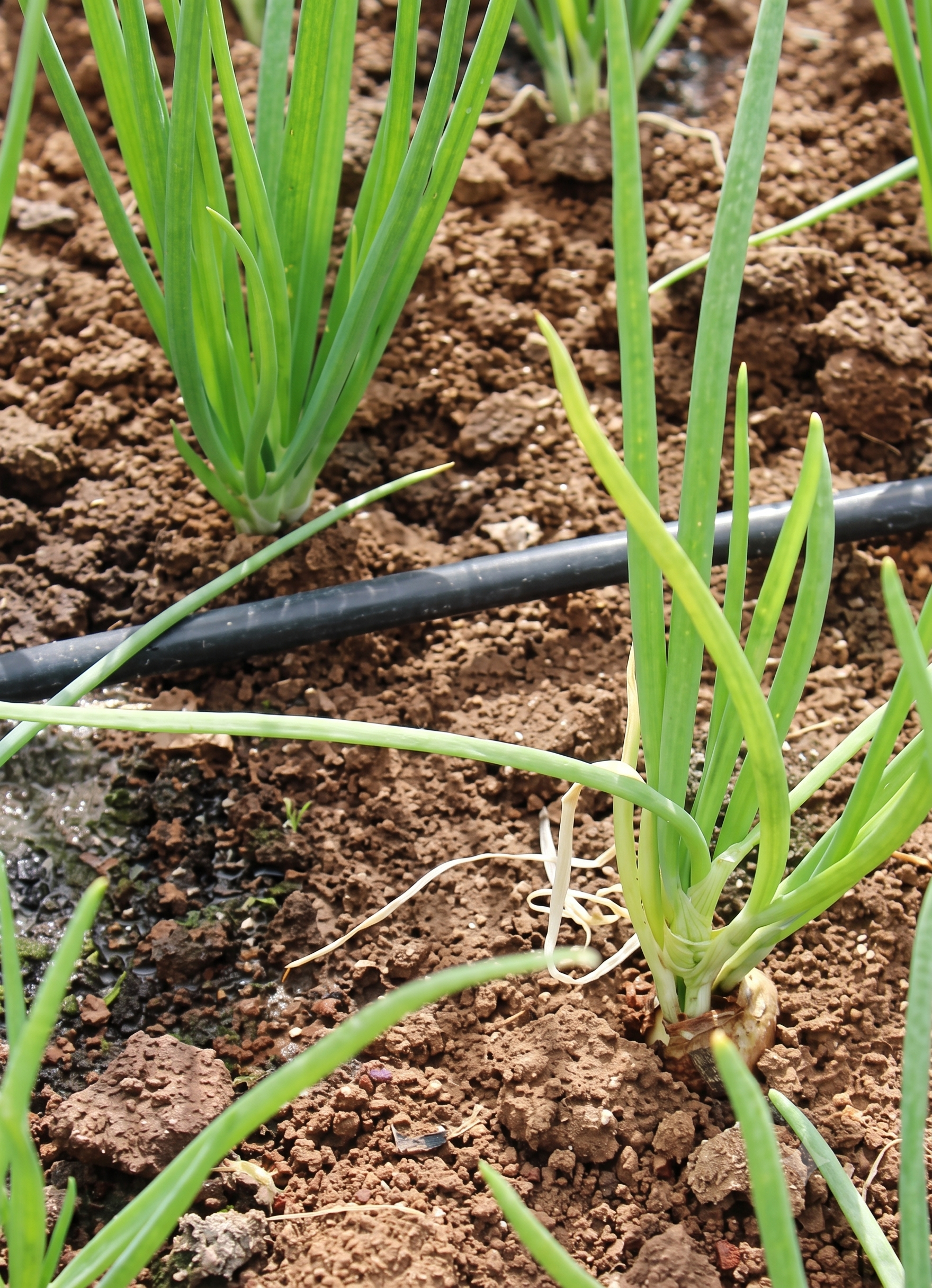 onion sulphur