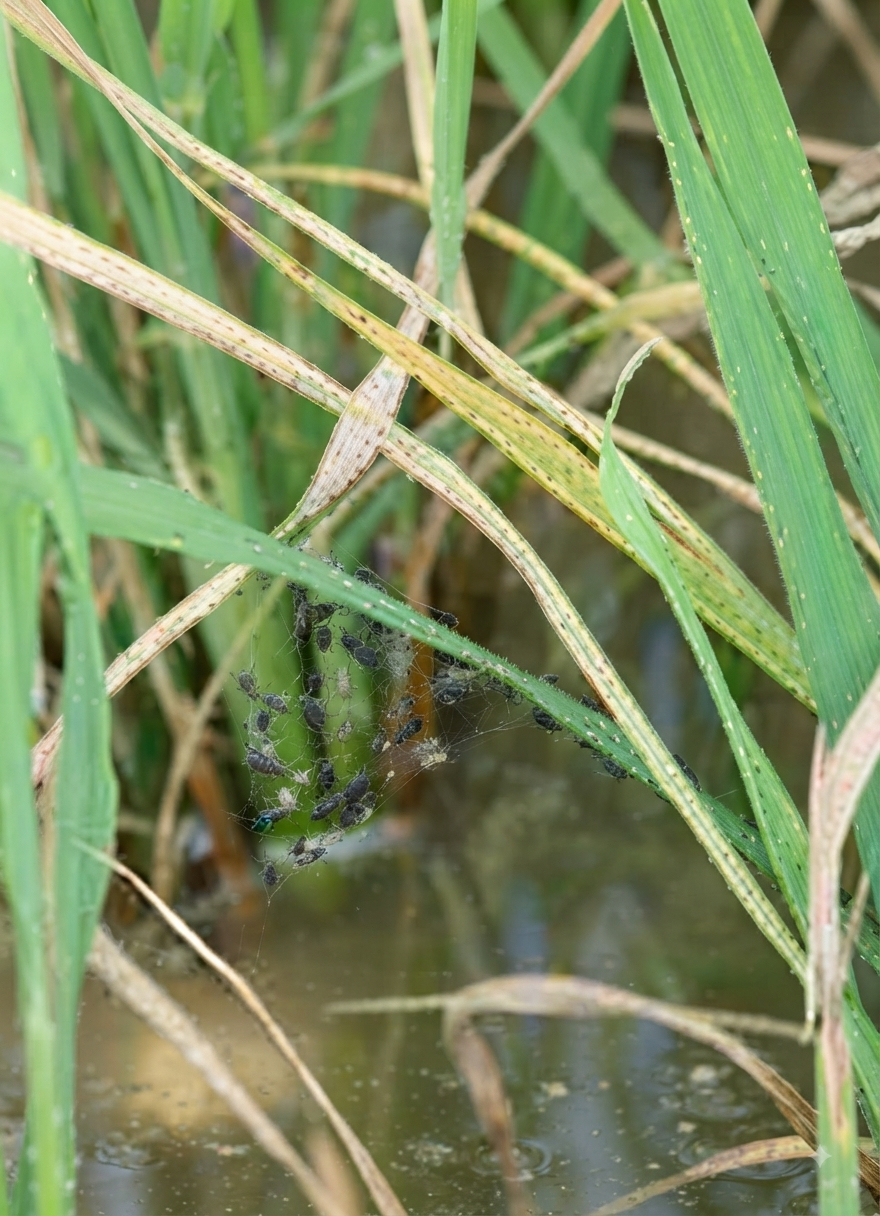 paddy copper