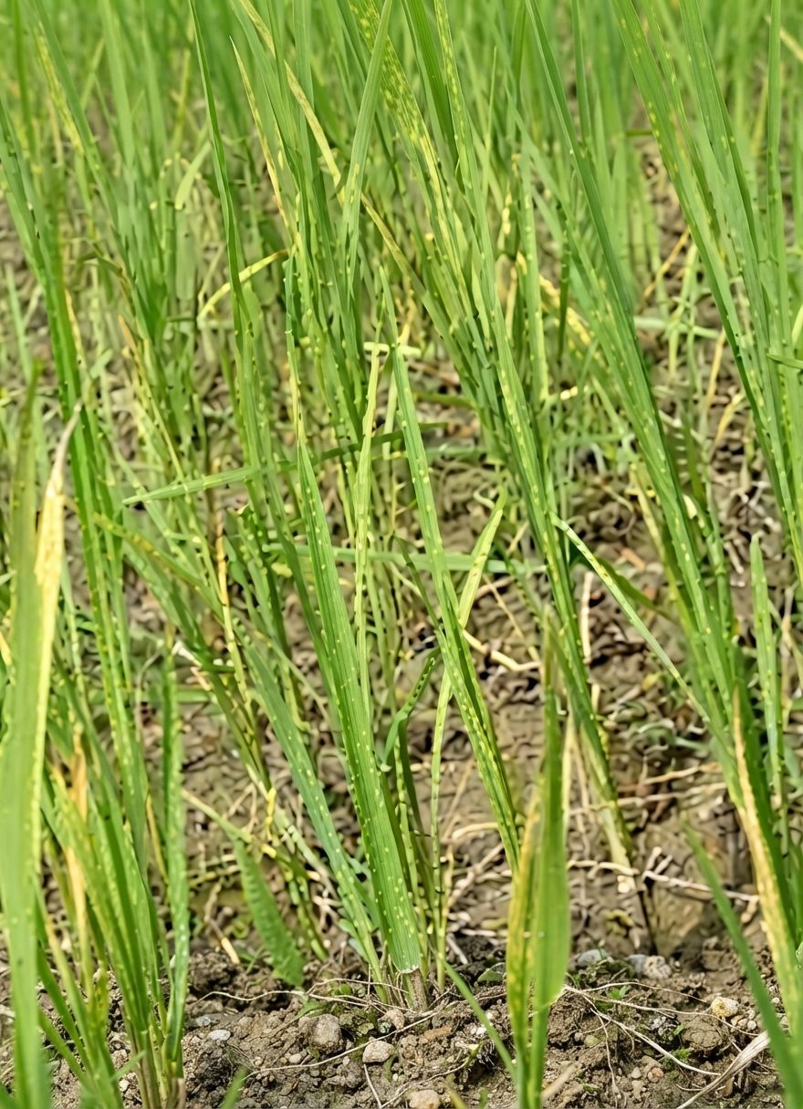 paddy nitrogen