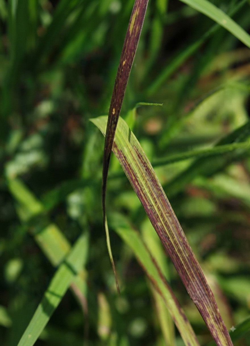 paddy phosphorous