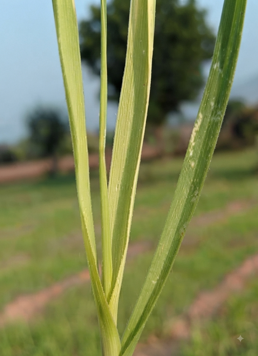 paddy sulphur