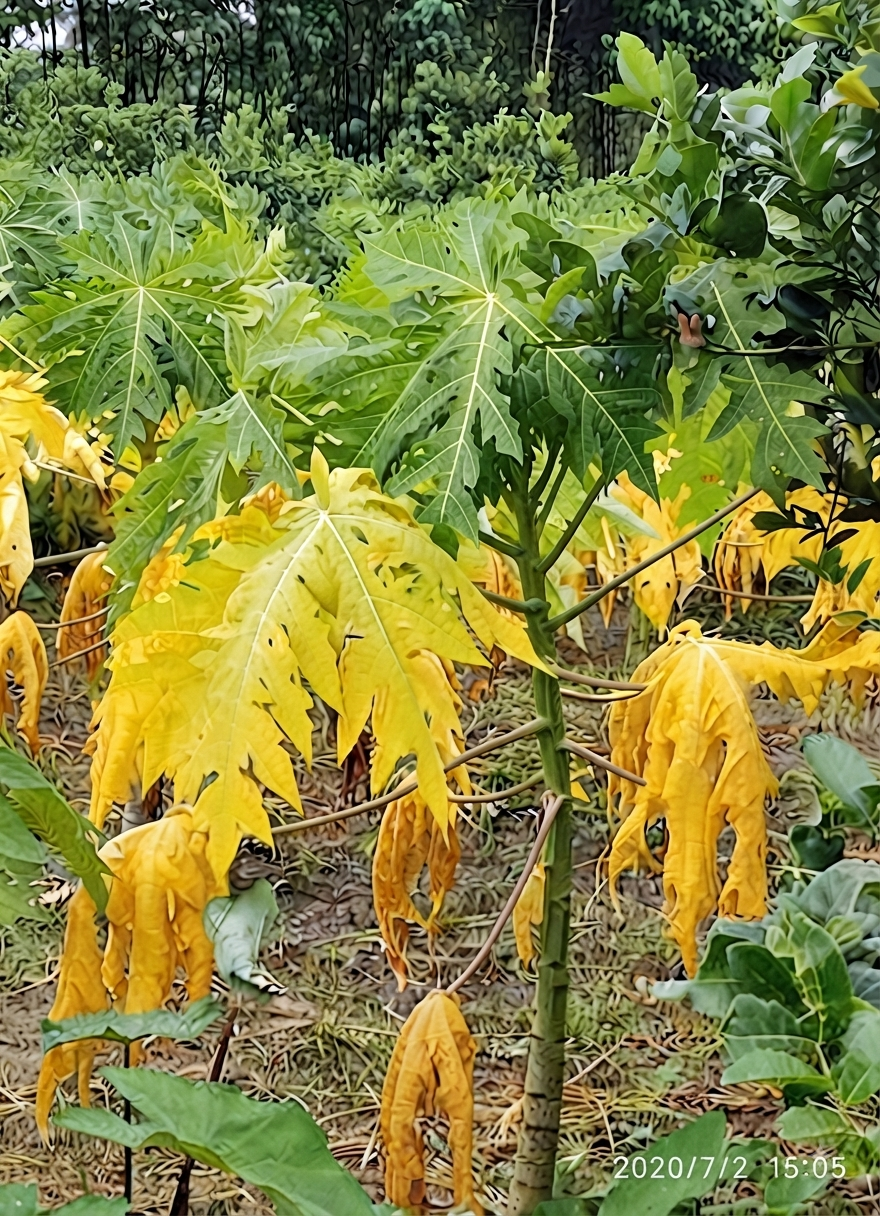 papaya copper