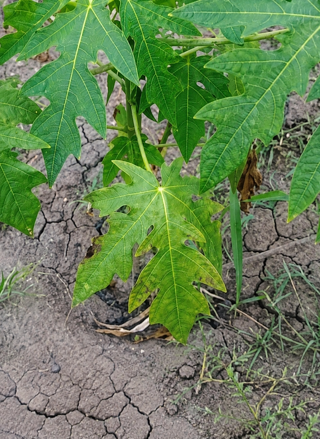 papaya phosphorous