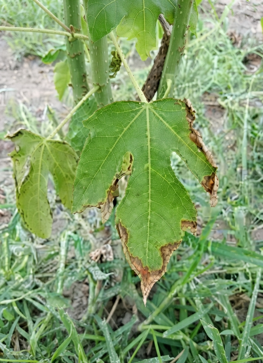 papaya potassium