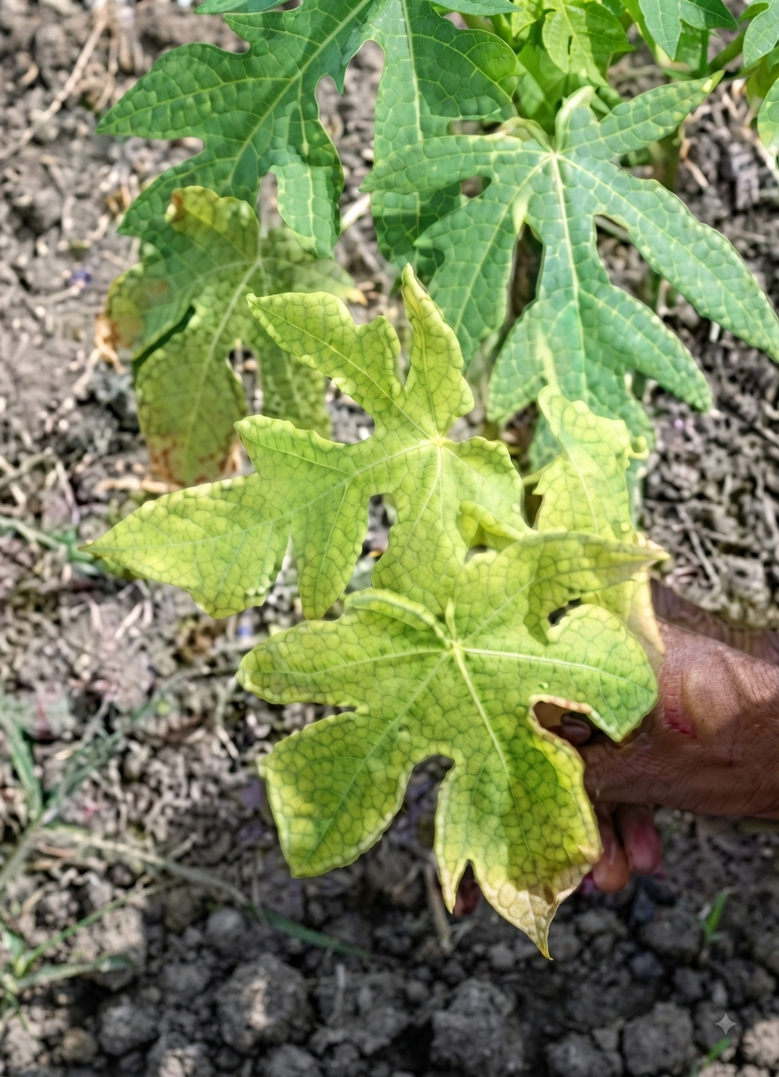 papaya sulphur
