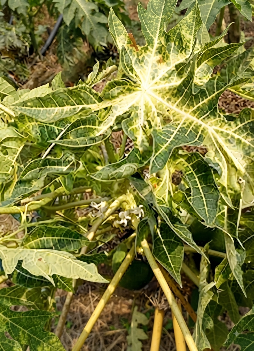 papaya zinc