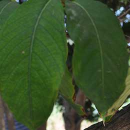 Nutrient deficiency in leaves