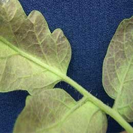 Showing deficiency in tomato leaves