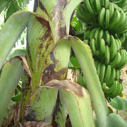 Deficient banana plant