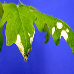 Showing deficiency in tomato leaves
