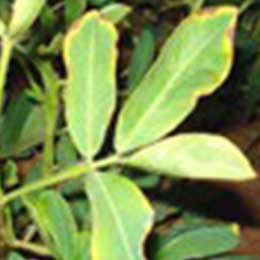 Leaves showing deficiency