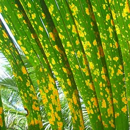 Nutrient Deficiency in Coconut leaves