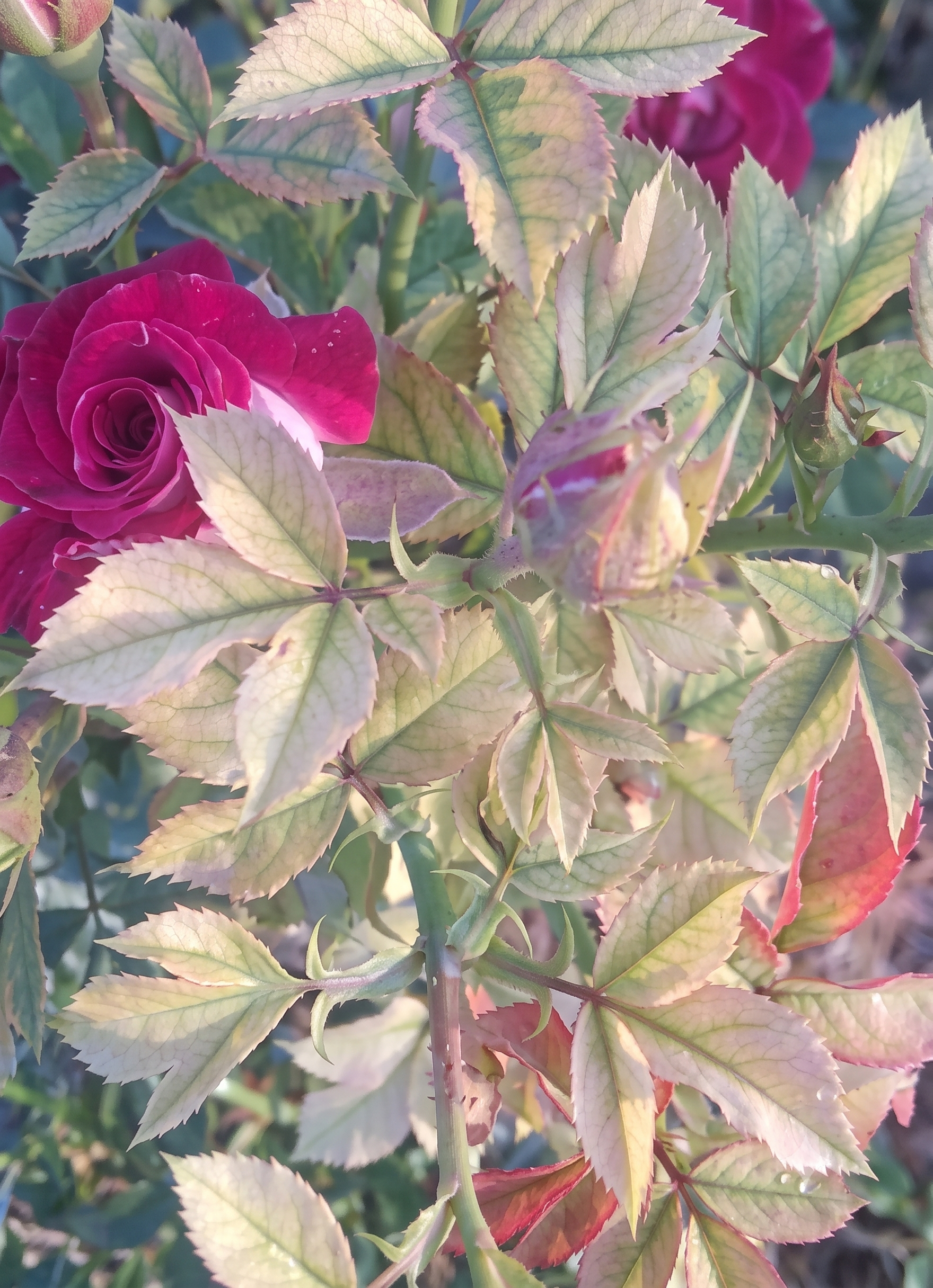 rose iron
