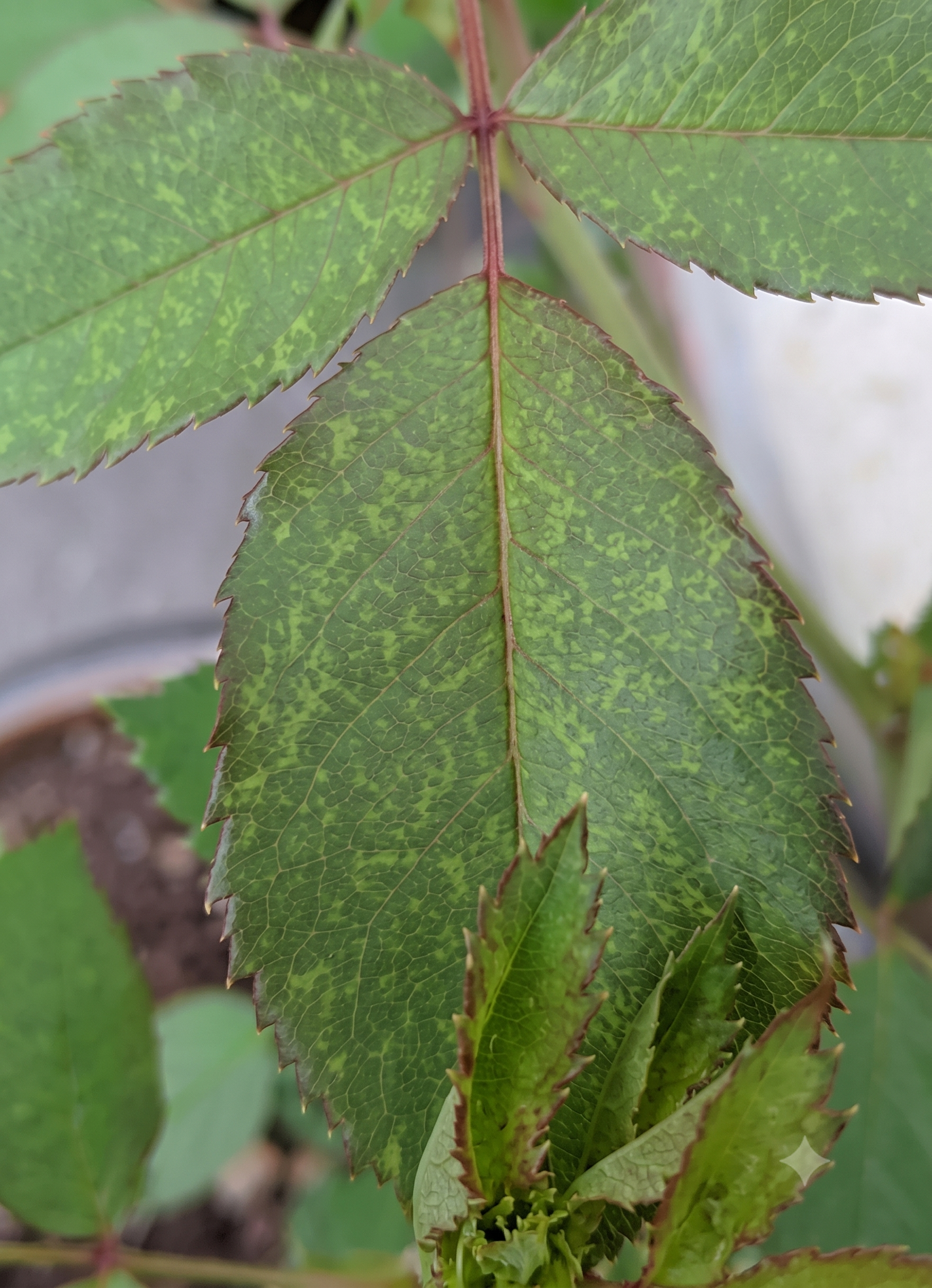 rose manganese