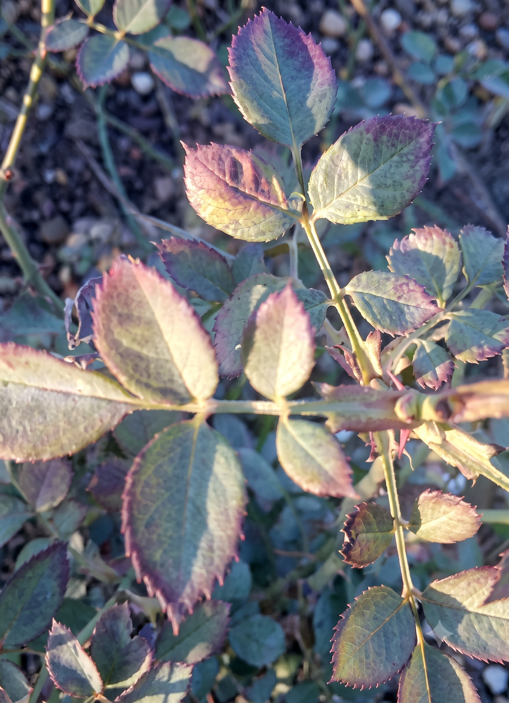 rose phosphorous