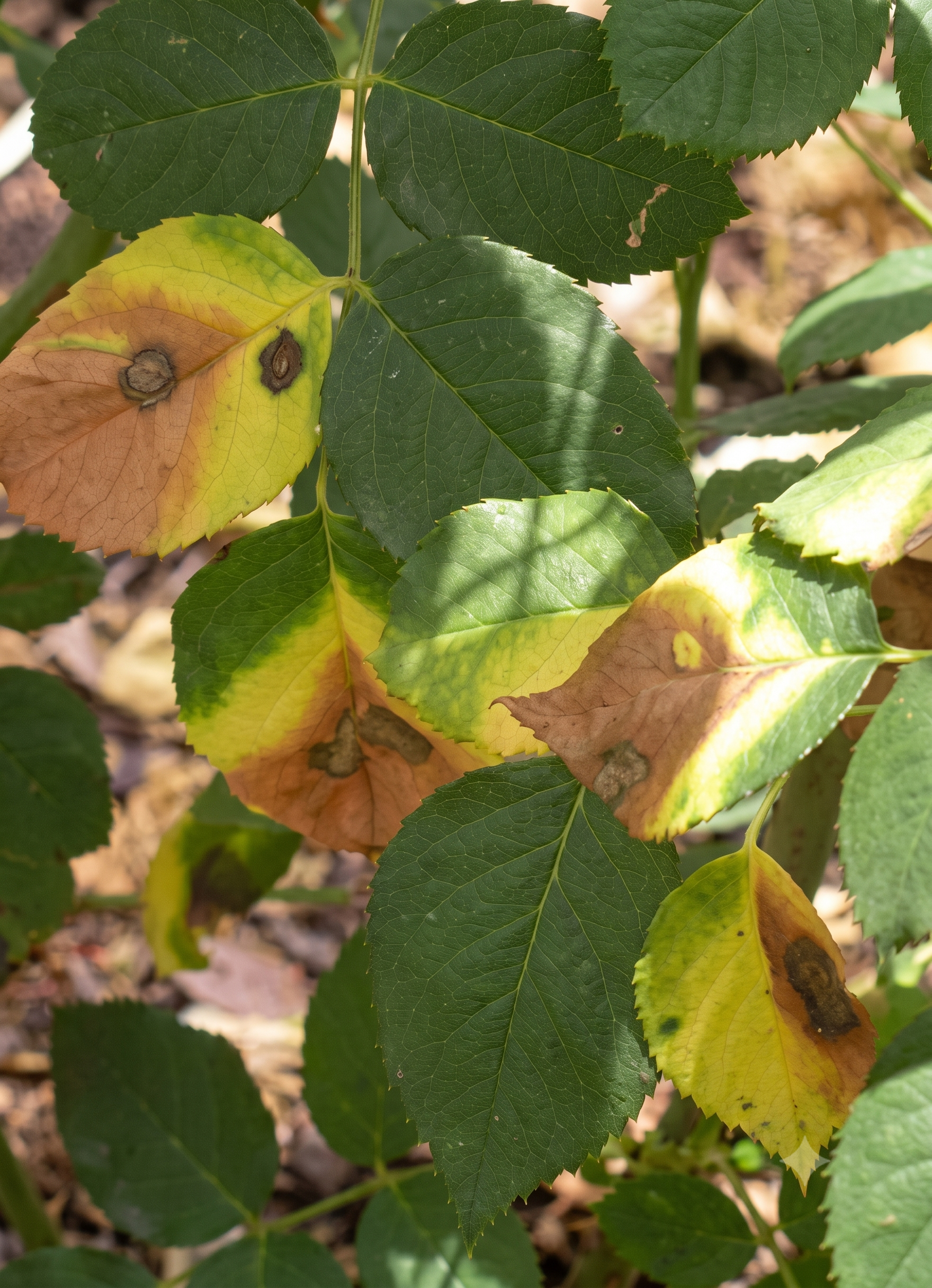 rose sulphur