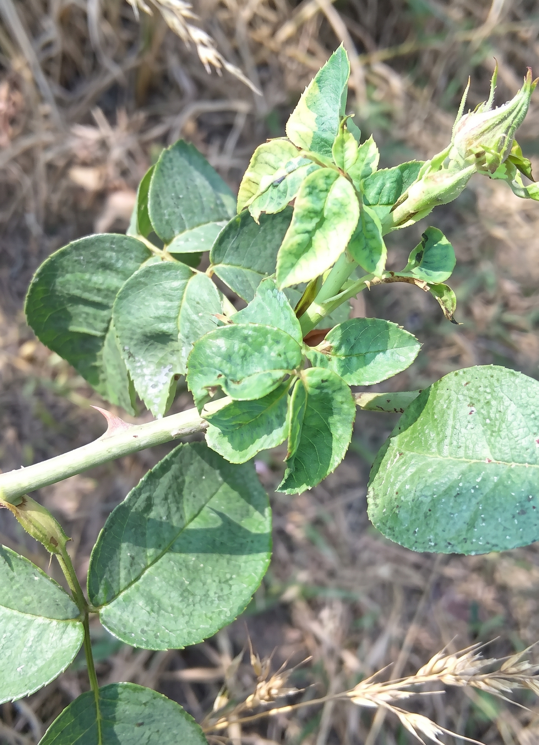 rose zinc