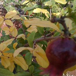 Nutrient deficiency in plant and fruit