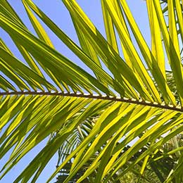 Nutrient Deficiency in Coconut leaves