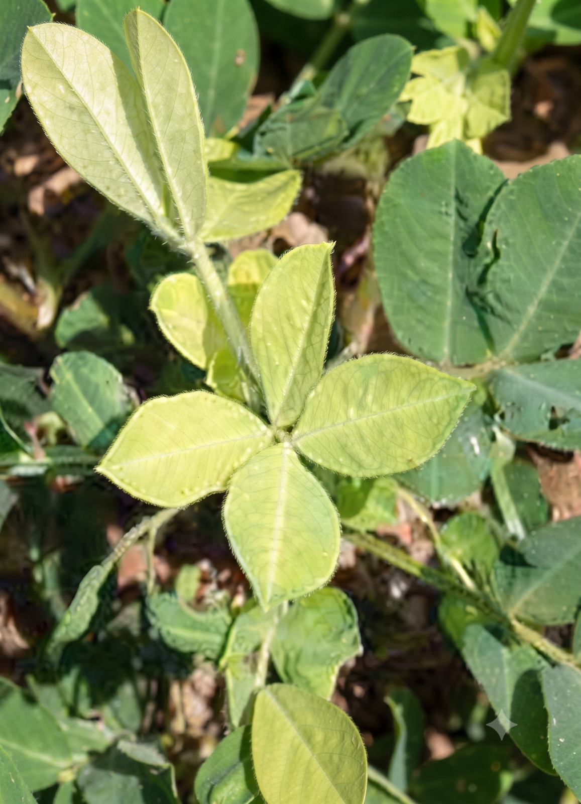 sulphur groundnut
