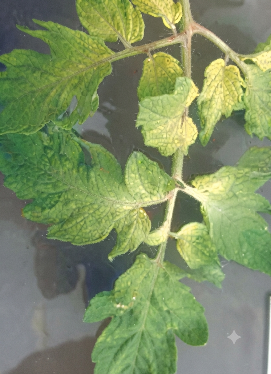 tomato iron